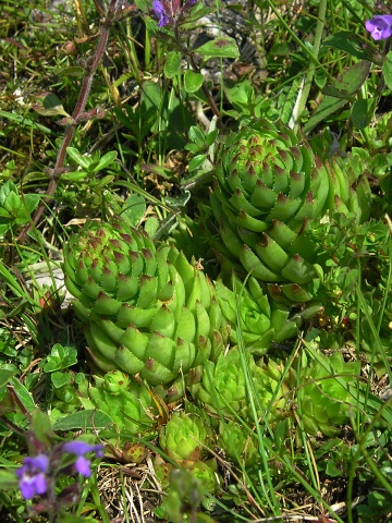 globiferum ssp. hirtum (preissianum) from Koniarky