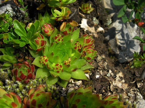 globiferum ssp. hirtum (preissianum) from Koniarky