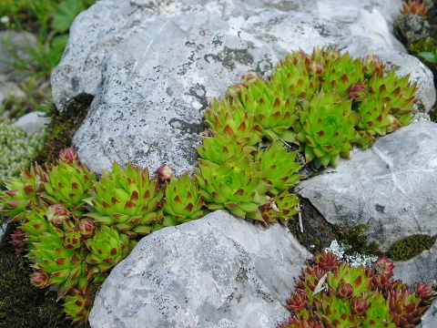 globiferum ssp. hirtum (preissianum) from Koniarky