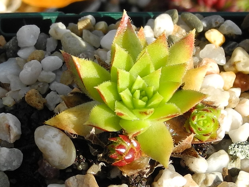 globiferum ssp. hirtum (preissianum) from Koniarky