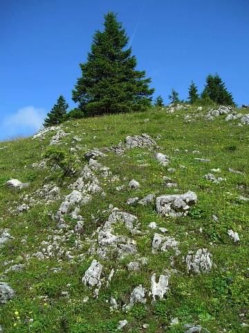 globiferum ssp. hirtum (preissianum) from Koniarky
