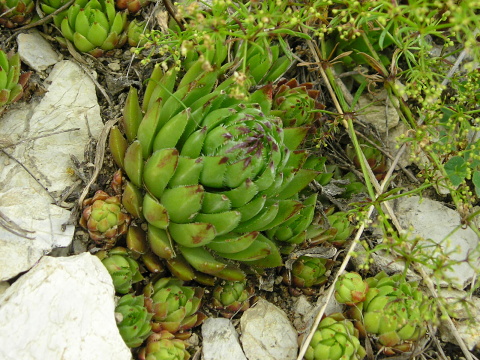 globiferum ssp. hirtum (preissianum) from Kozí Chrbát