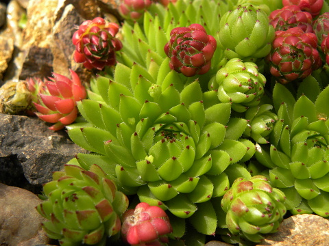 globiferum ssp. hirtum (preissianum) from Kozí Chrbát