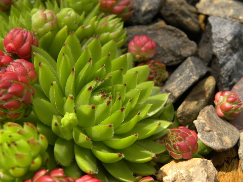 globiferum ssp. hirtum (preissianum) from Kozí Chrbát