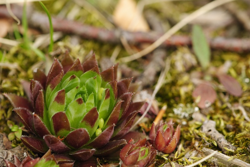 globiferum ssp. hirtum (preissianum) from Makovište
