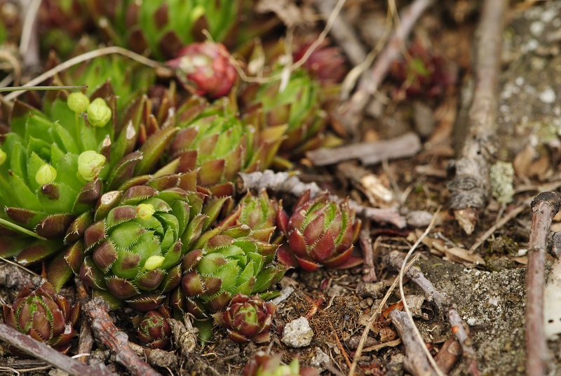 globiferum ssp. hirtum (preissianum) from Makovište