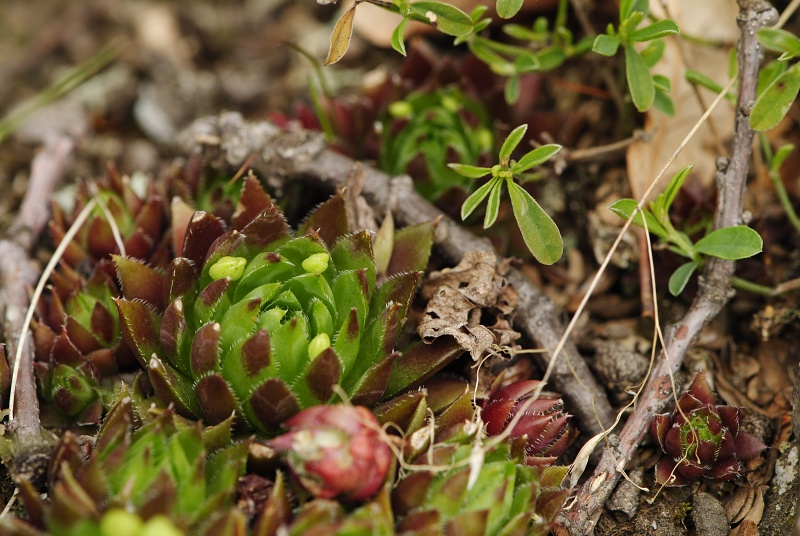 globiferum ssp. hirtum (preissianum) from Makovište
