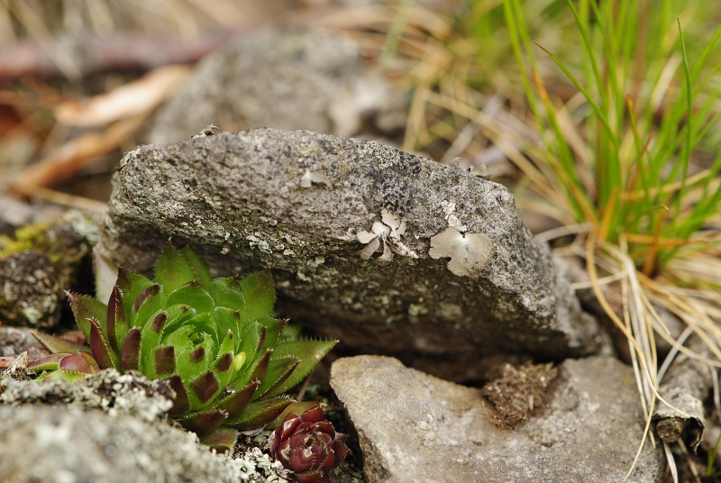 globiferum ssp. hirtum (preissianum) from Makovište