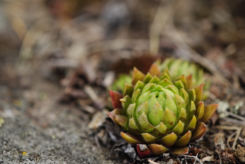 globiferum ssp. hirtum (preissianum) from Malý Grič