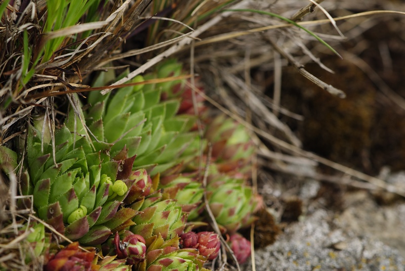 globiferum ssp. hirtum (preissianum) from Malý Grič