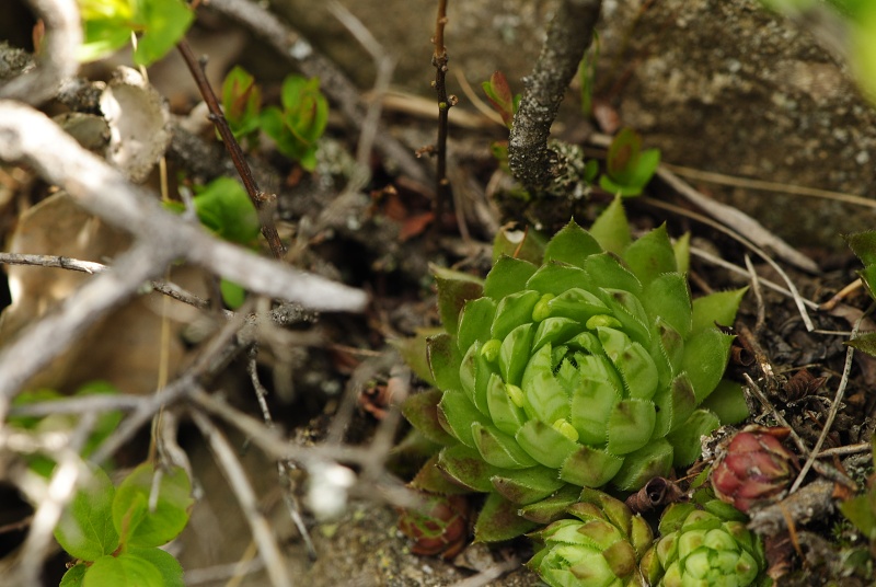 globiferum ssp. hirtum (preissianum) from Malý Grič