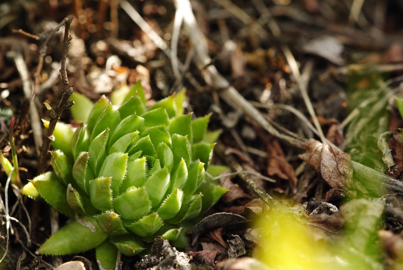 globiferum ssp. hirtum (preissianum) from Malý Grič