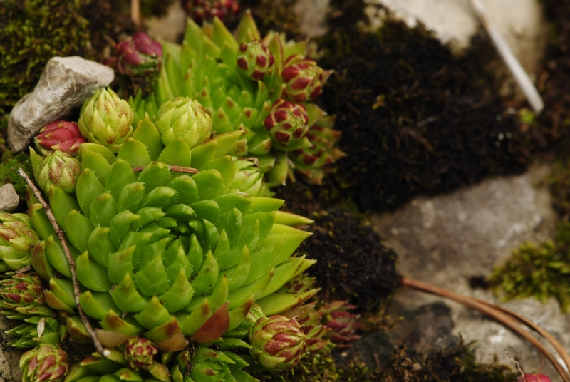 globiferum ssp. hirtum (preissianum) from Malý Rozsutec