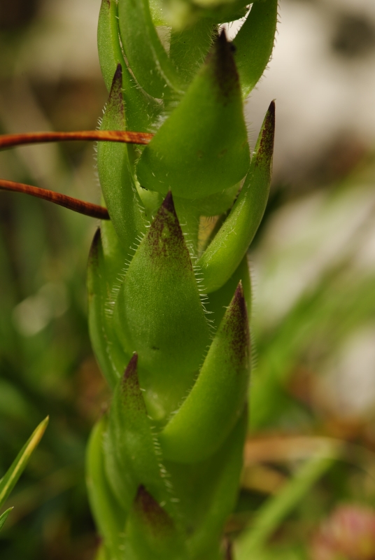 globiferum ssp. hirtum (preissianum) from Malý Rozsutec