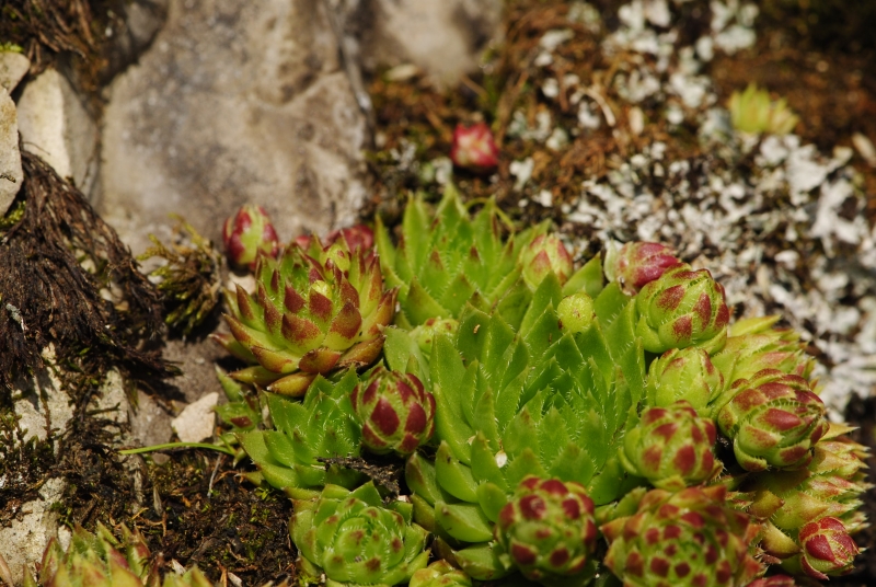 globiferum ssp. hirtum (preissianum) from Malý Rozsutec