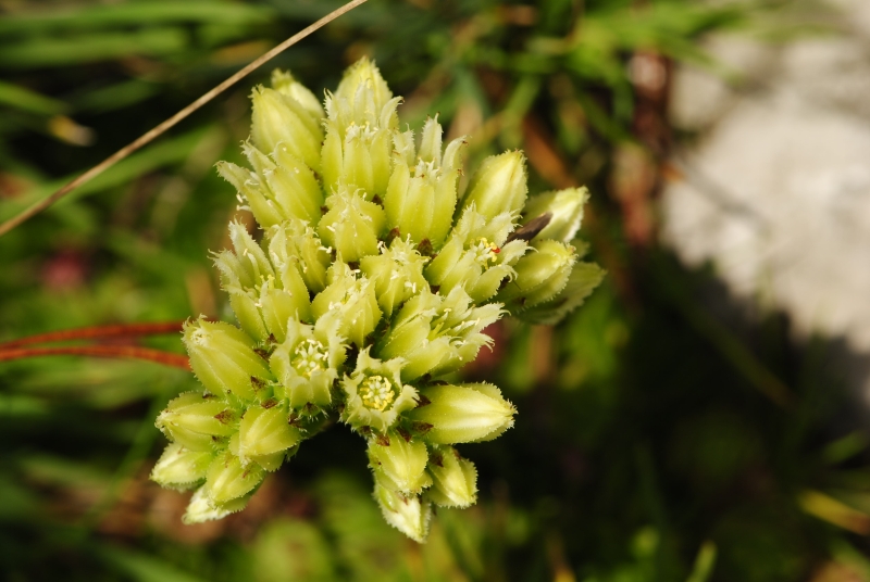 globiferum ssp. hirtum (preissianum) from Malý Rozsutec