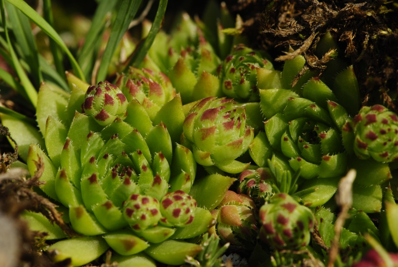 globiferum ssp. hirtum (preissianum) from Príslop nad Bielou