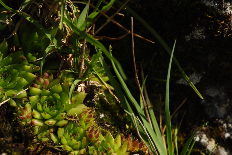 globiferum ssp. hirtum (preissianum) from Príslop nad Bielou