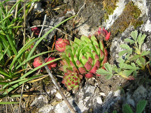 globiferum ssp. hirtum (preissianum) from Sidorovo