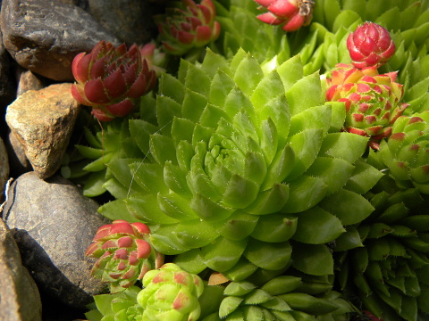 globiferum ssp. hirtum (preissianum) from Sidorovo