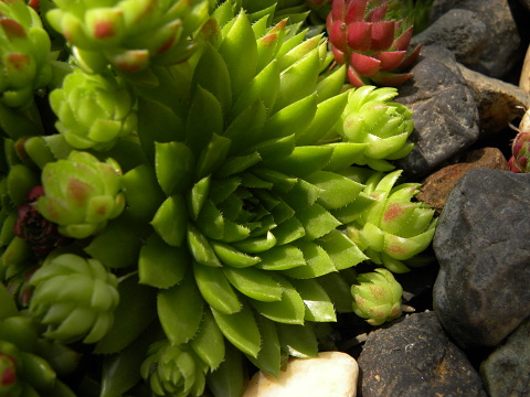 globiferum ssp. hirtum (preissianum) from Sidorovo