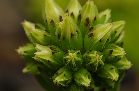globiferum ssp. hirtum (preissianum) from Sidorovo