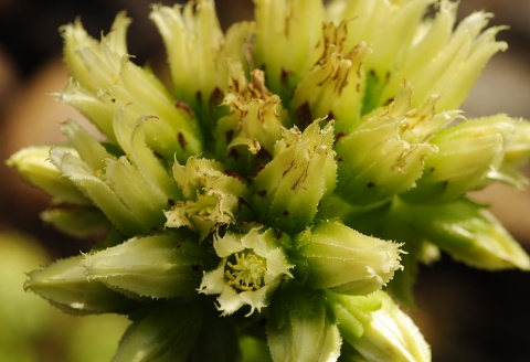 globiferum ssp. hirtum (preissianum) from Sidorovo