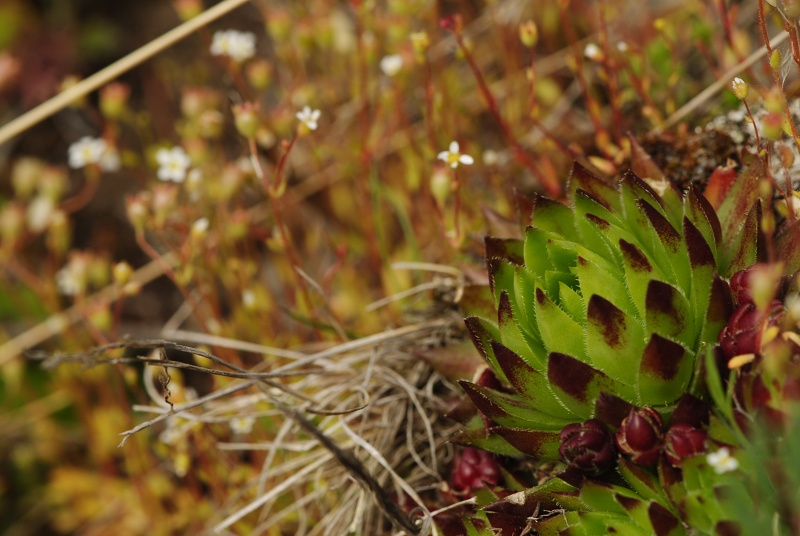 globiferum ssp. hirtum (preissianum) from Sivý kameň