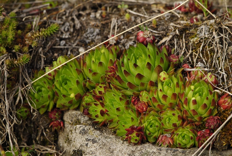 globiferum ssp. hirtum (preissianum) from Sivý kameň