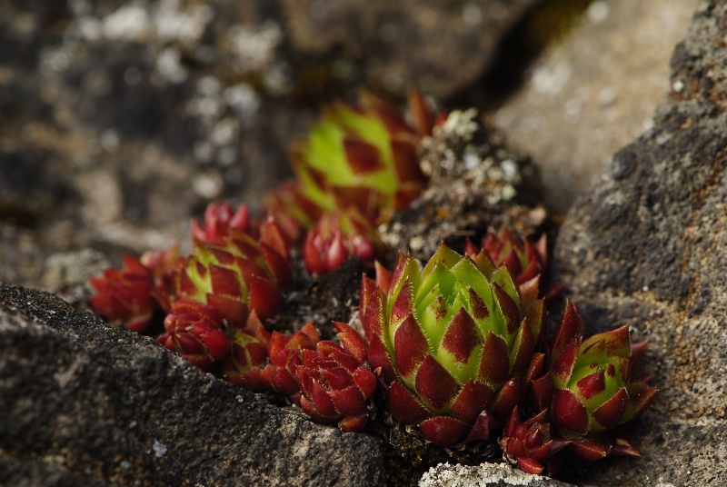 globiferum ssp. hirtum (preissianum) from Sivý kameň