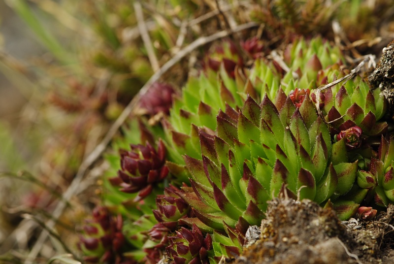 globiferum ssp. hirtum (preissianum) from Sivý kameň