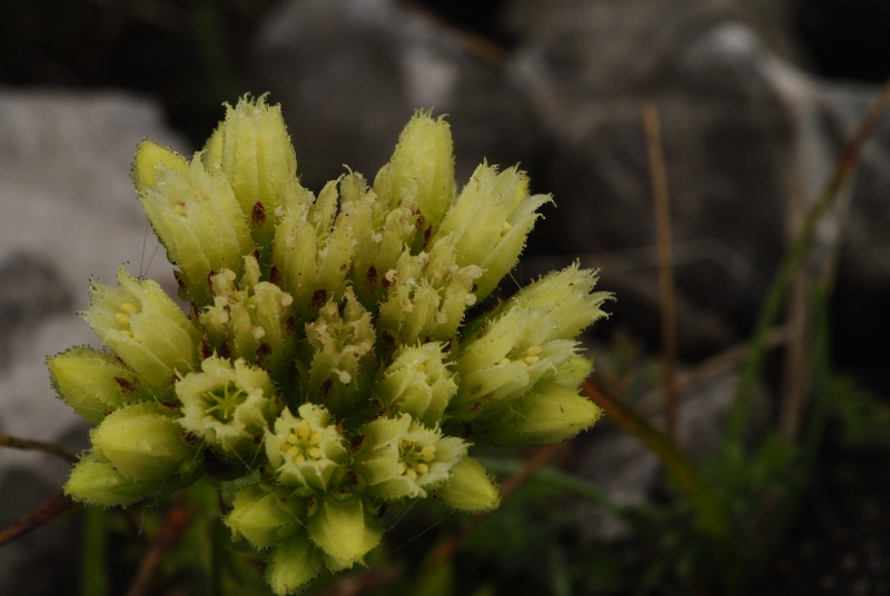 globiferum ssp. hirtum (preissianum) from Sivý vrch