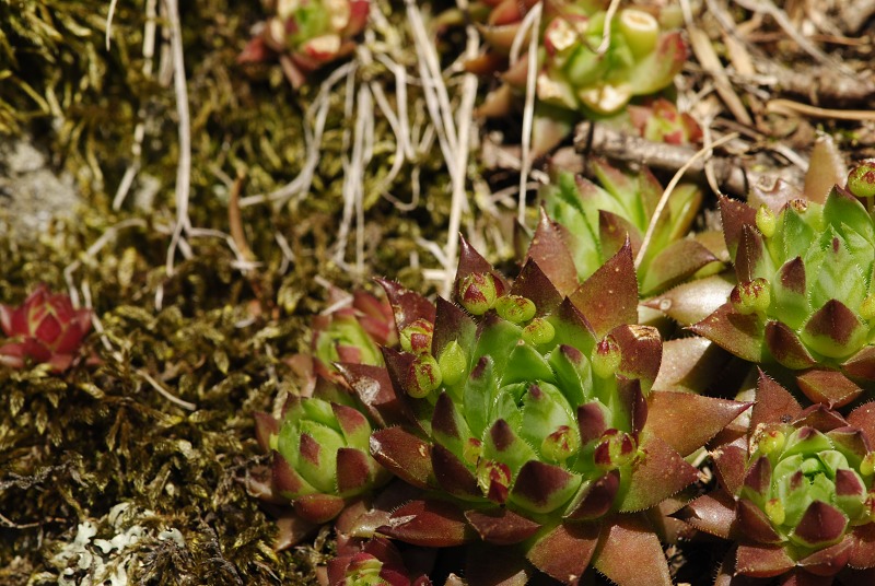 globiferum ssp. hirtum (preissianum) from Sladná skala