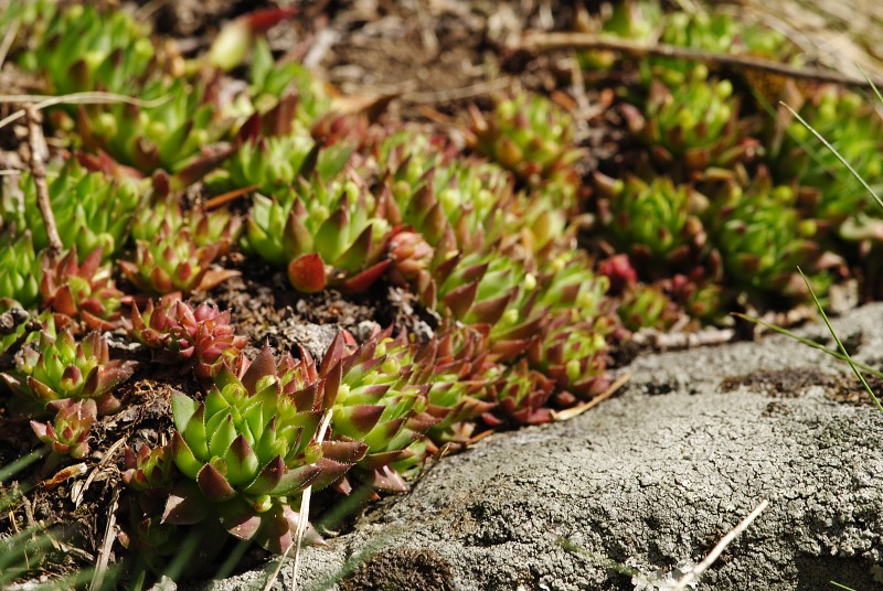 globiferum ssp. hirtum (preissianum) from Sladná skala
