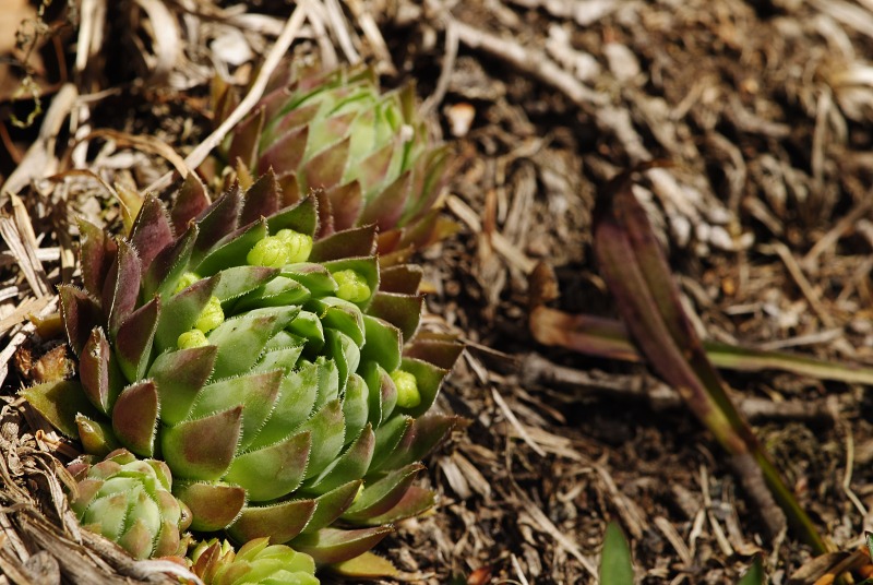 globiferum ssp. hirtum (preissianum) from Sladná skala