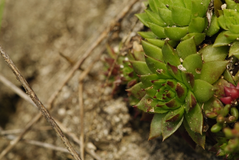 globiferum ssp. hirtum (preissianum) from Starý hrad