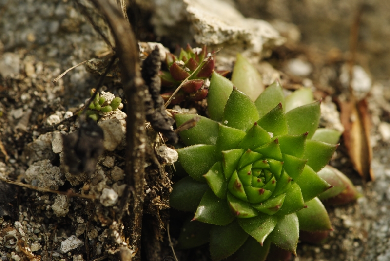globiferum ssp. hirtum (preissianum) from Starý hrad