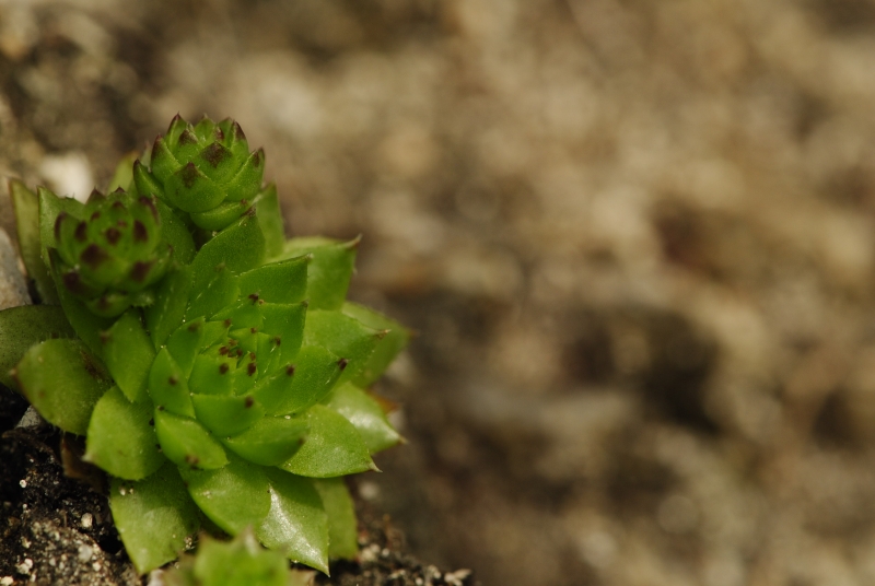globiferum ssp. hirtum (preissianum) from Starý hrad