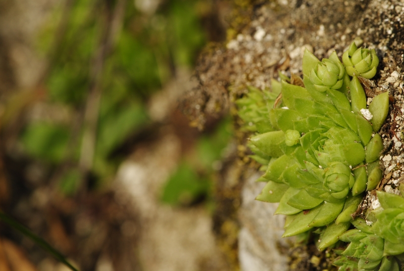 globiferum ssp. hirtum (preissianum) from Starý hrad