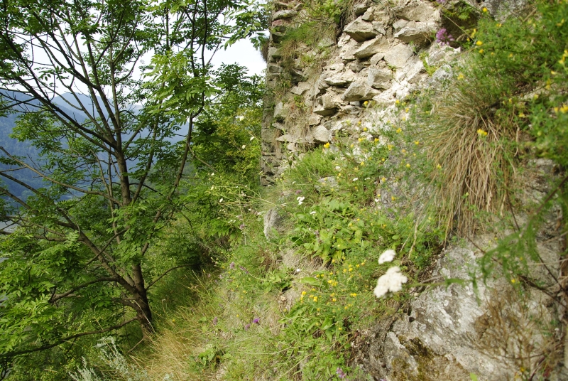 globiferum ssp. hirtum (preissianum) from Starý hrad