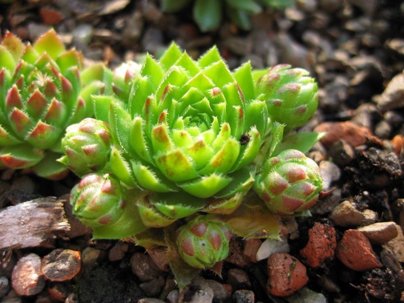 globiferum ssp. globiferum