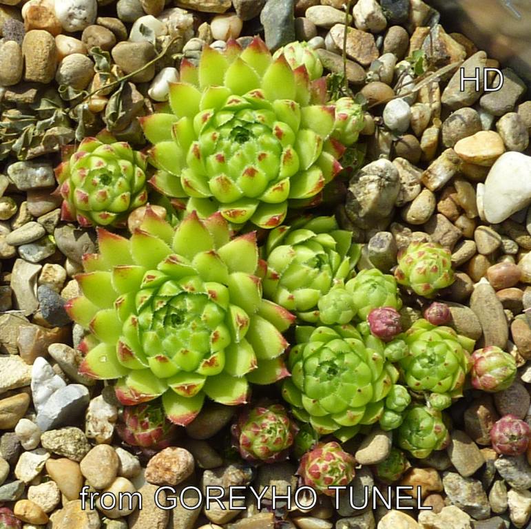 globiferum ssp. hirtum from Görgeliho Tunel