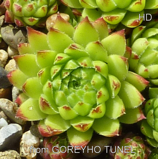 globiferum ssp. hirtum from Görgeliho Tunel