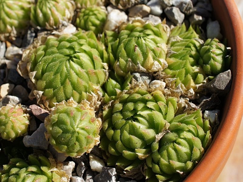 globiferum ssp. allionii from Gorges sup. du Cians