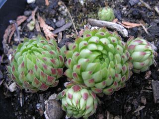globiferum ssp. allionii from Gorges sup. du Cians
