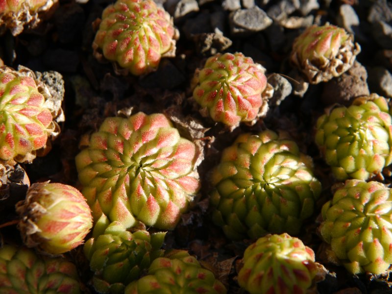 globiferum ssp. allionii from Gorges sup. du Cians