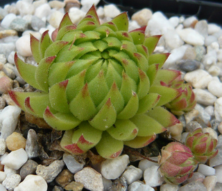 globiferum ssp. allionii from Gorges sup. du Cians