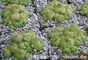 globiferum ssp. allionii from Gorges sup. du Cians