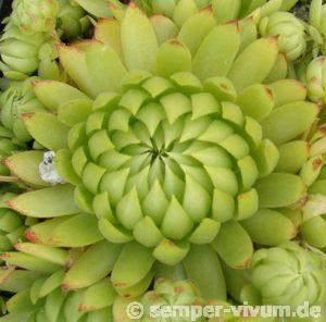 globiferum ssp. allionii from Gorges sup. du Cians