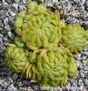 globiferum ssp. allionii from Gorges sup. du Cians